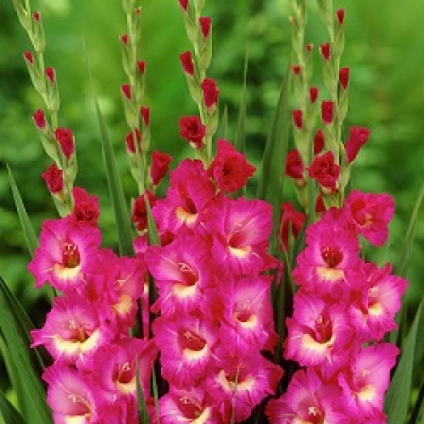 Gladiolus Pink White - 6 Bulbs
